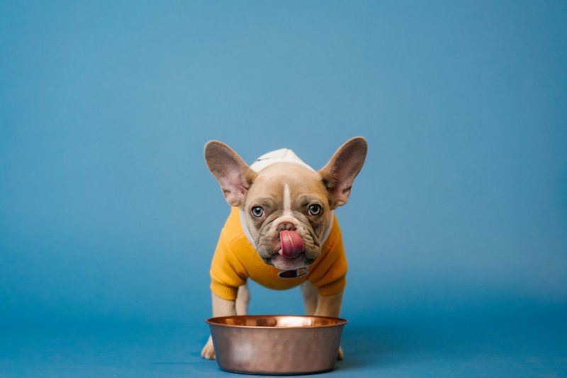 Different Dog